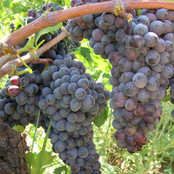 Gaglioppo - rare grape of Calabria