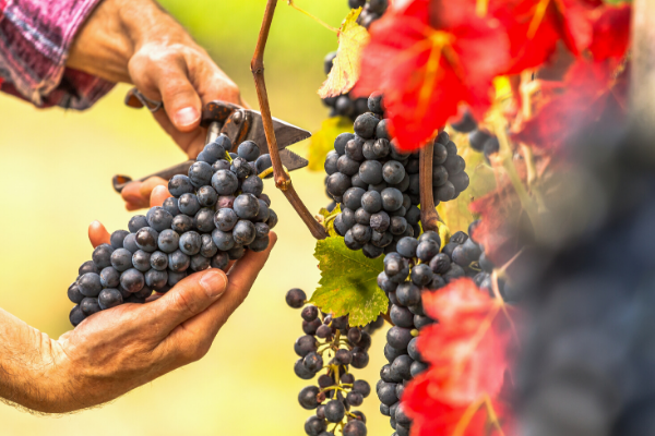 The Healthy Option: benefits of drinking organic wine