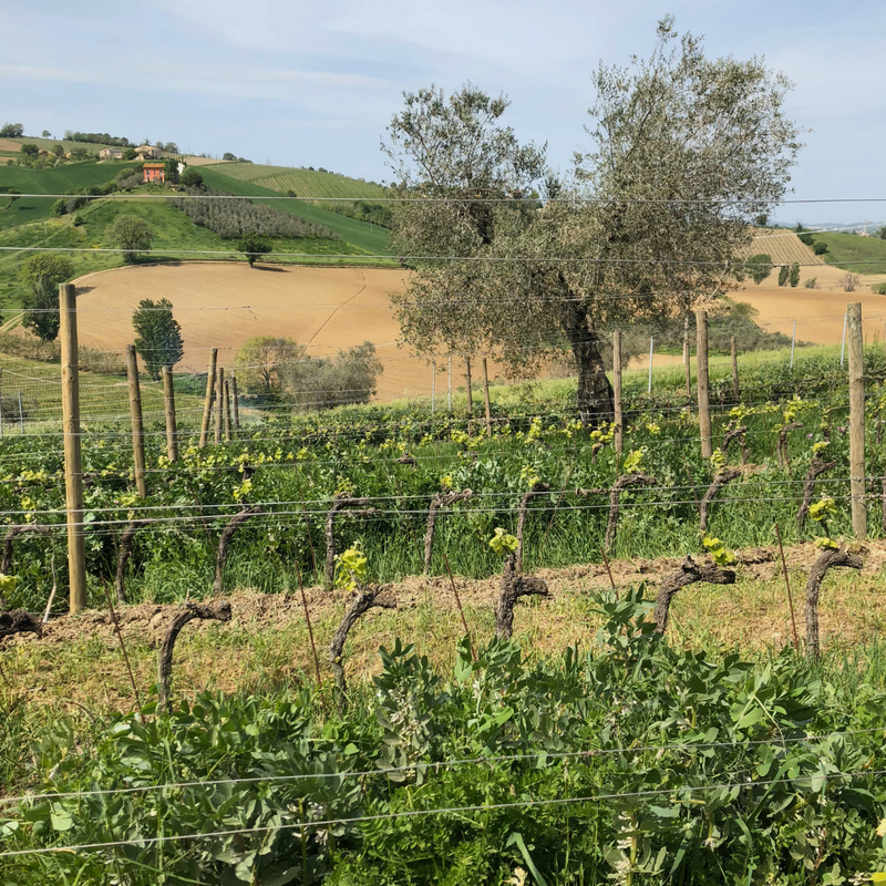 LYSIPP 2011 [Serra San Martino] 150cl - Once Upon A Vine