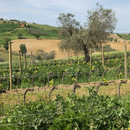 ROCCUCCIO 2015 [Serra San Martino] 75cl - Once Upon A Vine