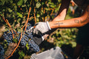 AVI 2012 [San Patrignano] 75cl - Once Upon A Vine