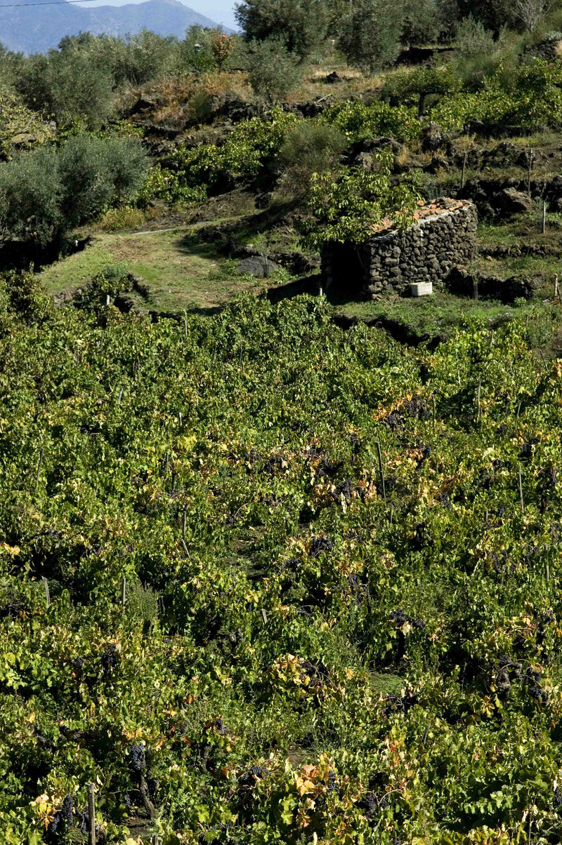 BARBAGALLI Etna Rosso 2016 [Pietradolce] 75cl - Once Upon A Vine